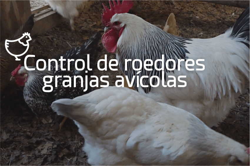 ControlRatasMarranerasGranjasAvicolas