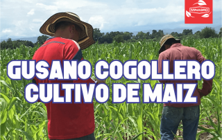 Recomendaciones y control del gusano cogollero en el cultivo de maiz