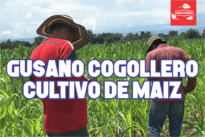Recomendaciones y control del gusano cogollero en el cultivo de maiz