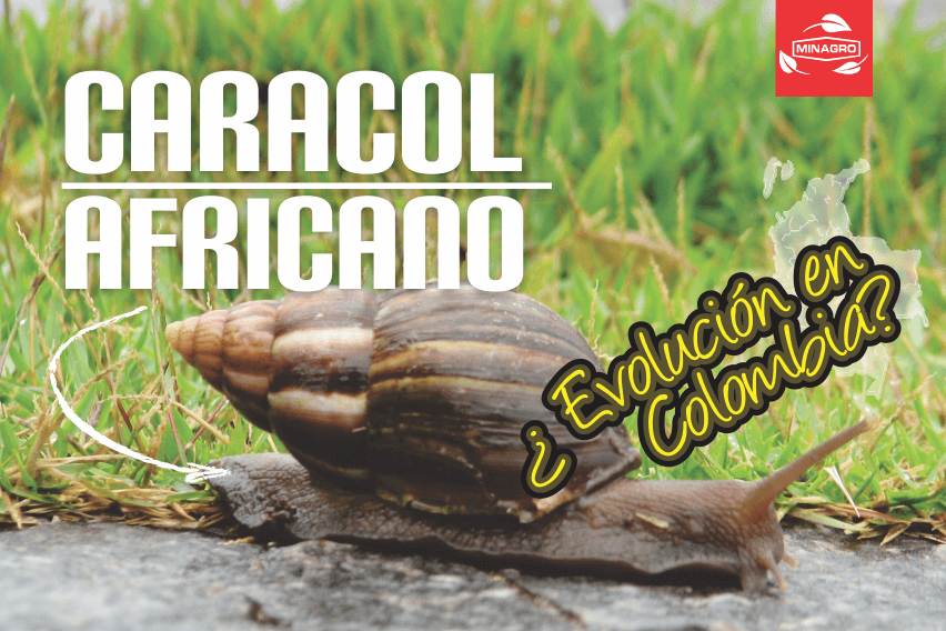 Recomendaciones para el control del caracol africano