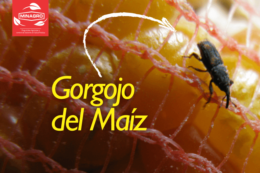 Gorgojo del Maiz