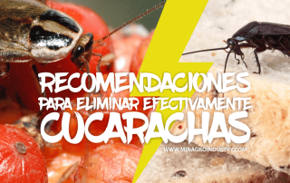 recomendaciones para el control de cucarachas