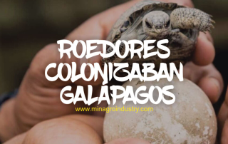 Ratas y ratones en islas galapagos