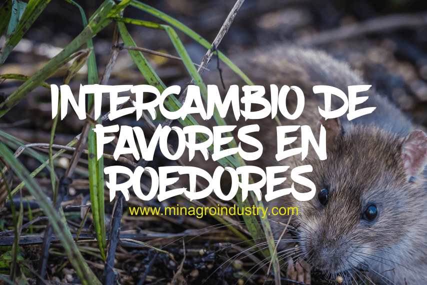 Intercambio de favores en roedores