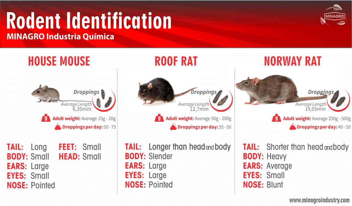 Rodent Identification