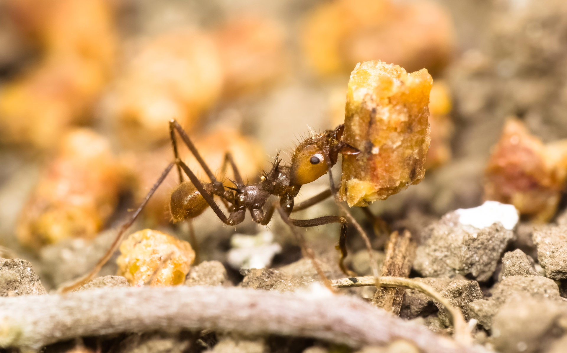 Minagro-Arriera_Hormitek