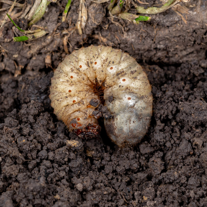 Minagro-Insectisidas_detalle_vector