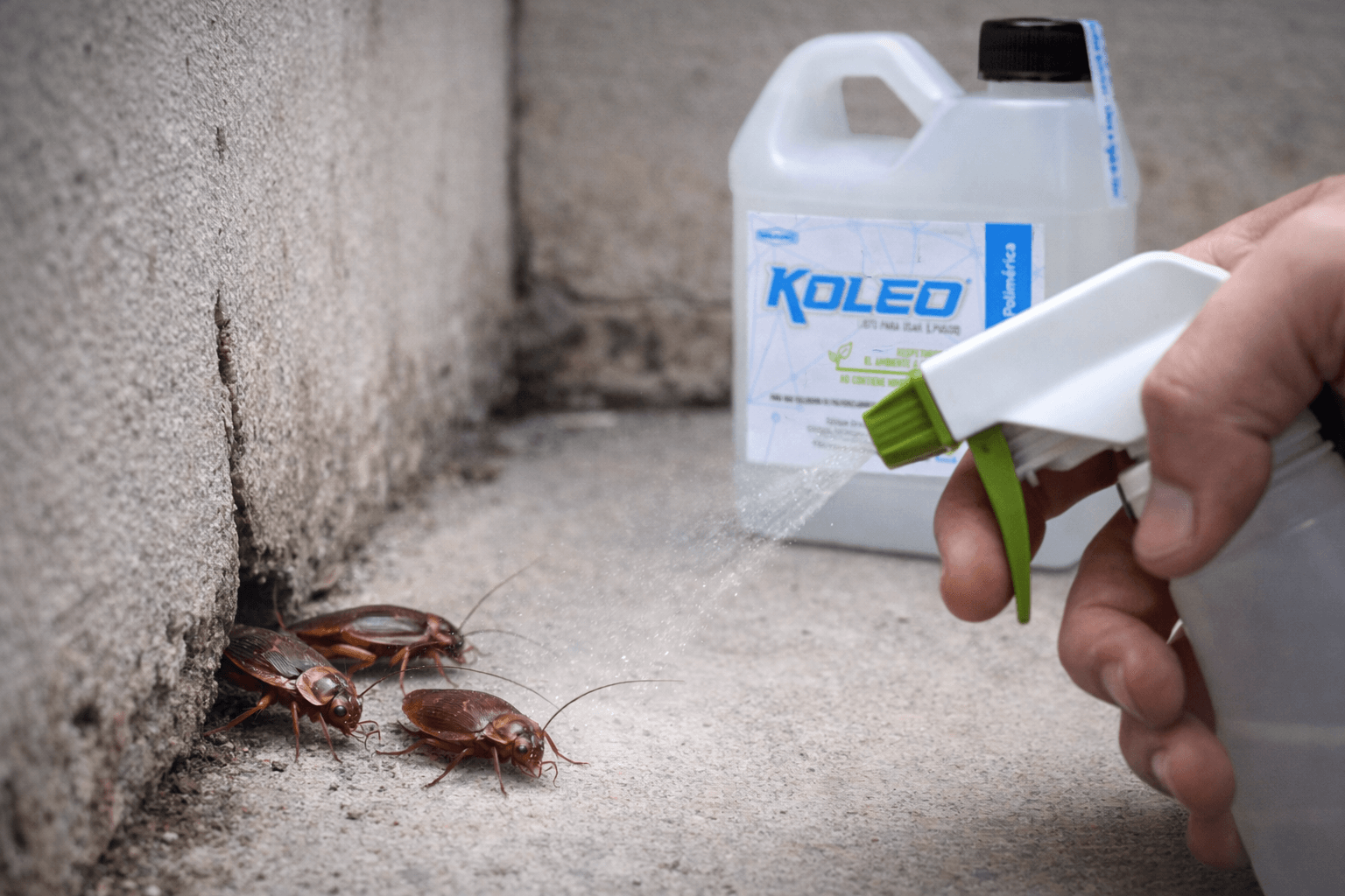 Polimero siliconado Koleo Cucarachas